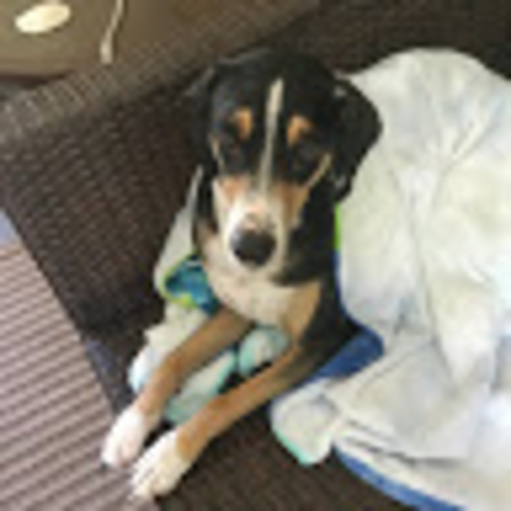 Meet your Posher, Finnegan